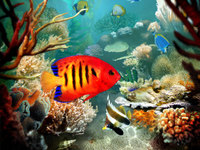 Coral reef and fish