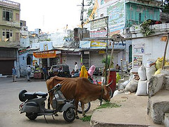 Brahmin cow in the street