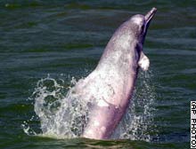 Pink Dolphins