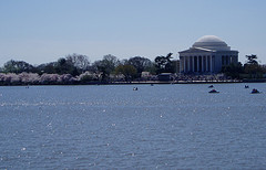 Cherry Blossoms DC