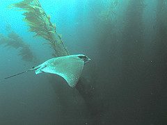 Ray off Channel Islands
