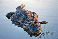 Corrientes wildlife