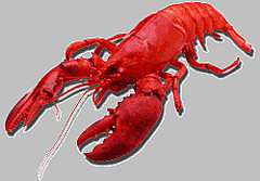 Maine Lobster