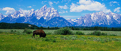 Buffalo and Tetons