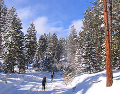 The Resort at Paws Up