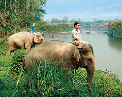 Elephants at Four Seasons Tented Camp, Thailand