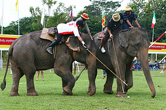Elephant Polo at Anantara Resort