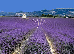 Hostellerie Les Frenes, Provence