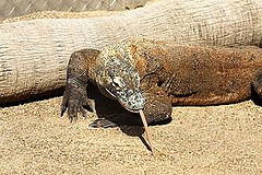 Komodo Dragon