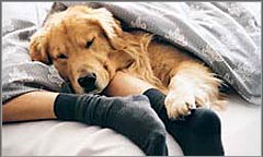 Loews Hotels Pet Program