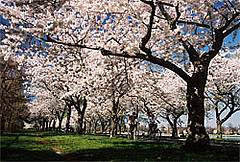 Cherry blossoms in Washington DC