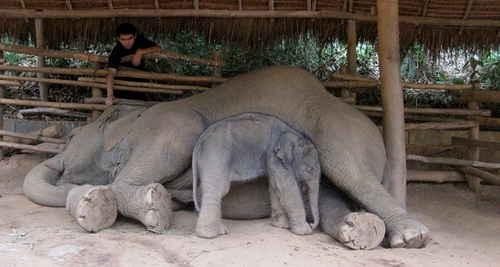 Baby elephant at the Anantara Golden Triangle Resort