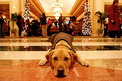 Beau, The Fairmont Vancouver