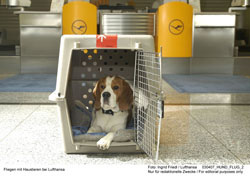 Lufthansa VIP Animal Lounge in Frankfurt