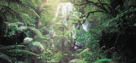 Treetops Lodge And Estate