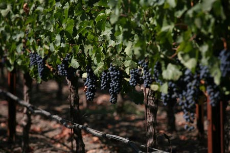 Meadowood Napa Valley
