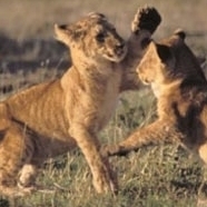 Lion Cubs