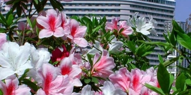 Azaleas at the Osaka Castle Park