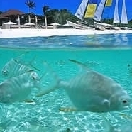 Fishes