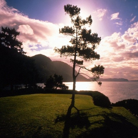 Sunset Tree View Sunset Tree View