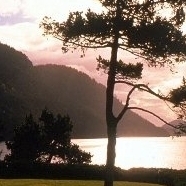 Sunset Tree View