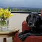 "Loews Loves Pets"