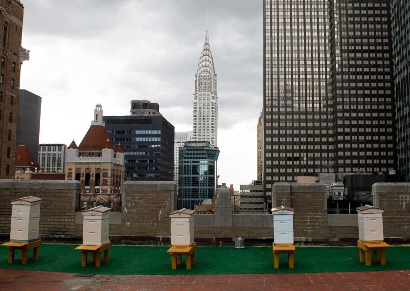 The Waldorf-Astoria New York Bee Hives on the 20th Floor Terrace The Waldorf-Astoria New York Bee Hives on the 20th Floor Terrace