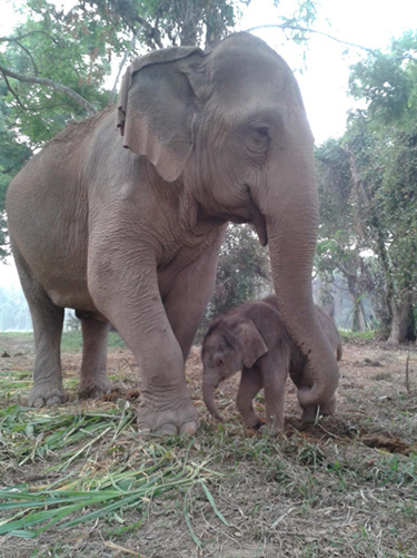 Nong Sam, an elephant born at Anantara Golden Triangle Resort and Spa in March 2014 Nong Sam, an elephant born at Anantara Golden Triangle Resort and Spa in March 2014