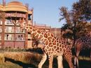 Disneys Animal Kingdom Lodge Disneys Animal Kingdom Lodge