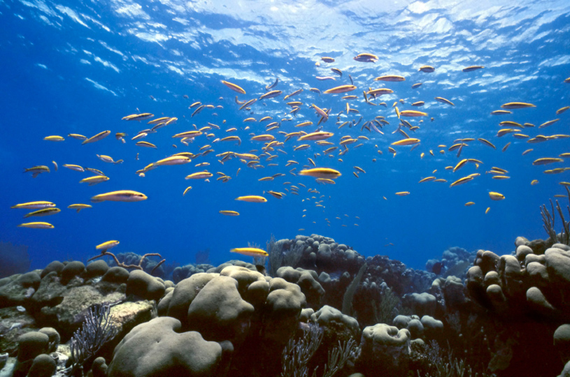 InterContinental Fiji Golf Resort and Spa
Aquarium InterContinental Fiji Golf Resort and Spa
Aquarium