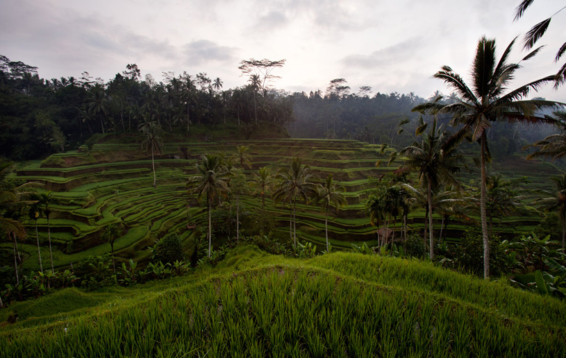 The Westin Ubud Resort and Spa The Westin Ubud Resort and Spa