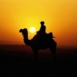 Sunset Camel Ride