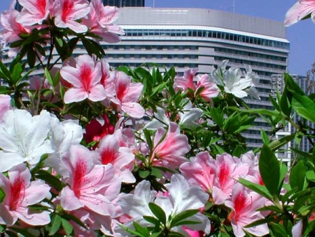 Azaleas at the Osaka Castle Park