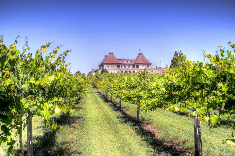 Winery Vineyard at Chateau Elan Winery and Resort, Braselton, GA