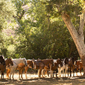 Horse Activity at Alisal Guest Ranch and Resort Solvang, CA