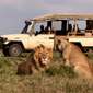 Wildlife at Fairmont Mara Safari Club