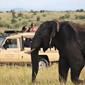 Safari at Sarova Mara Game Camp, Kenya