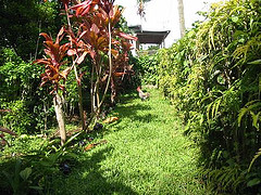 Rooster in Tonga