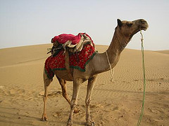 Camel