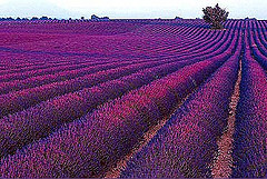 Provence