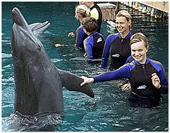 Dolphin Swim Miami Seaquarium