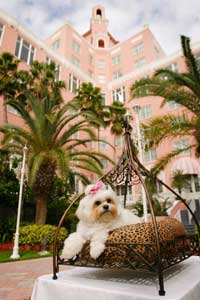Don CeSar Pet Program