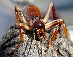 Weta at the Langham Hotel Auckland