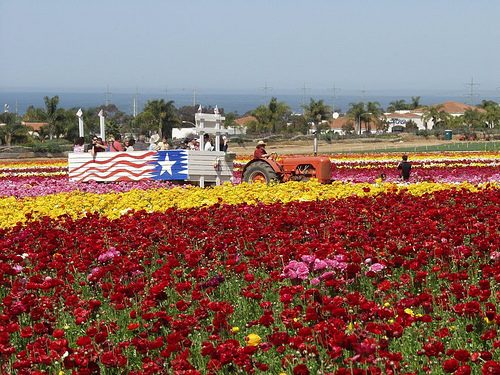Carlsbad Flower Fields