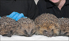 Hedgehogs born at Prestonfield Hotel