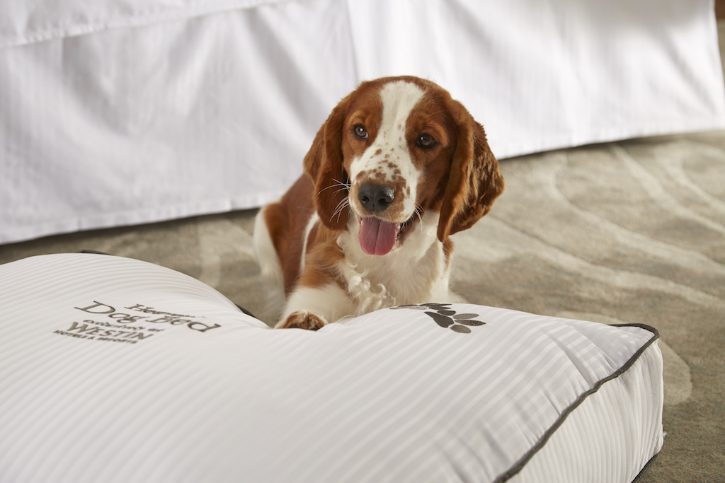 Heavenly Dog Bed at Westin Mission Hills Resort and Spa