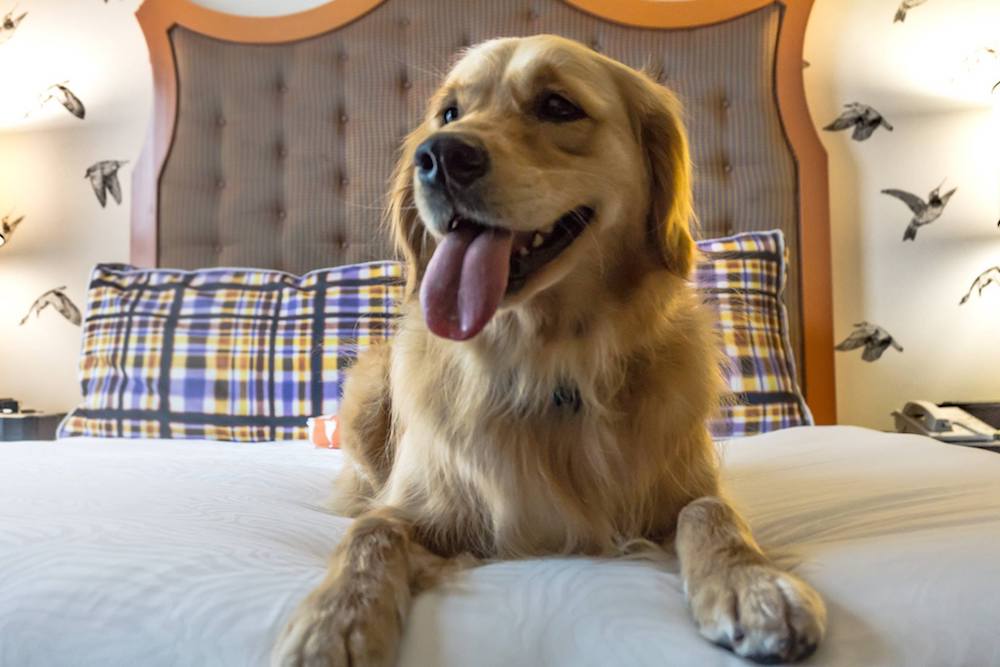 Dakota the Director of Pet Relations, Kimpton Hotel Monaco Portland