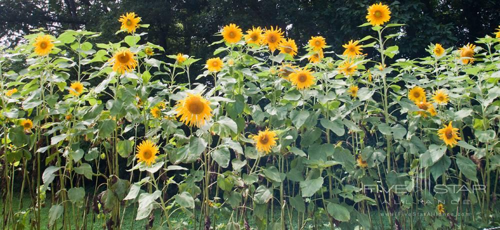 August is Garden Month at Blackberry Farm