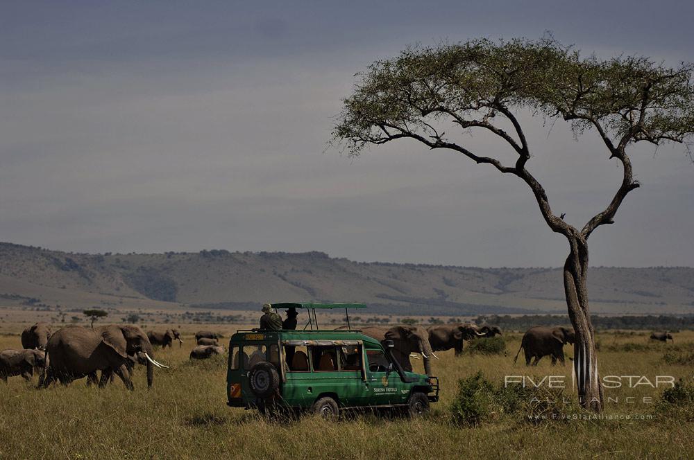 Game Drive Experience at Mara Serena Safari LodgeMasasai Mara, Kenya