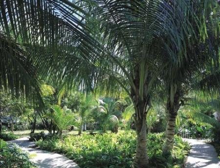 Tropical Gardens